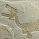 Illustration for article titled Paleontologists now say all dinosaurs probably had feathers